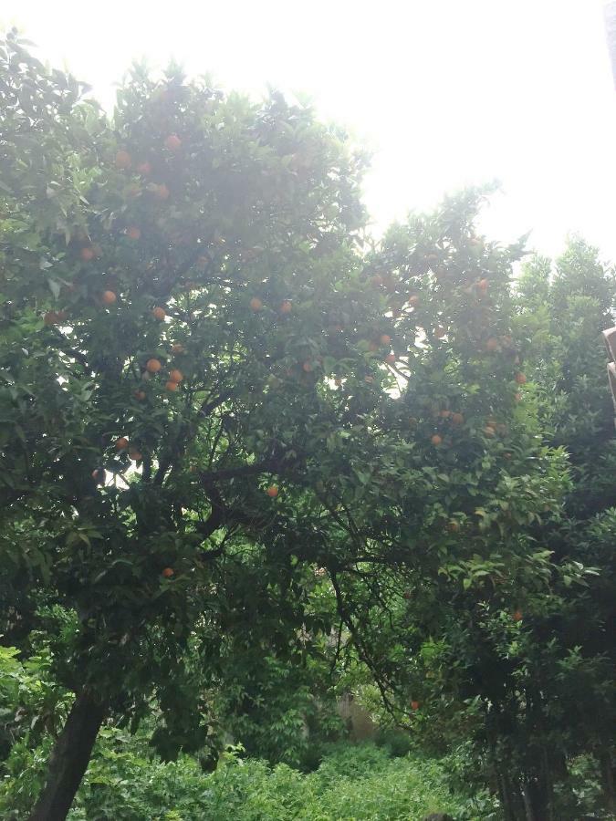 阿莱卡特德瑞住宿加早餐旅馆 那不勒斯 外观 照片
